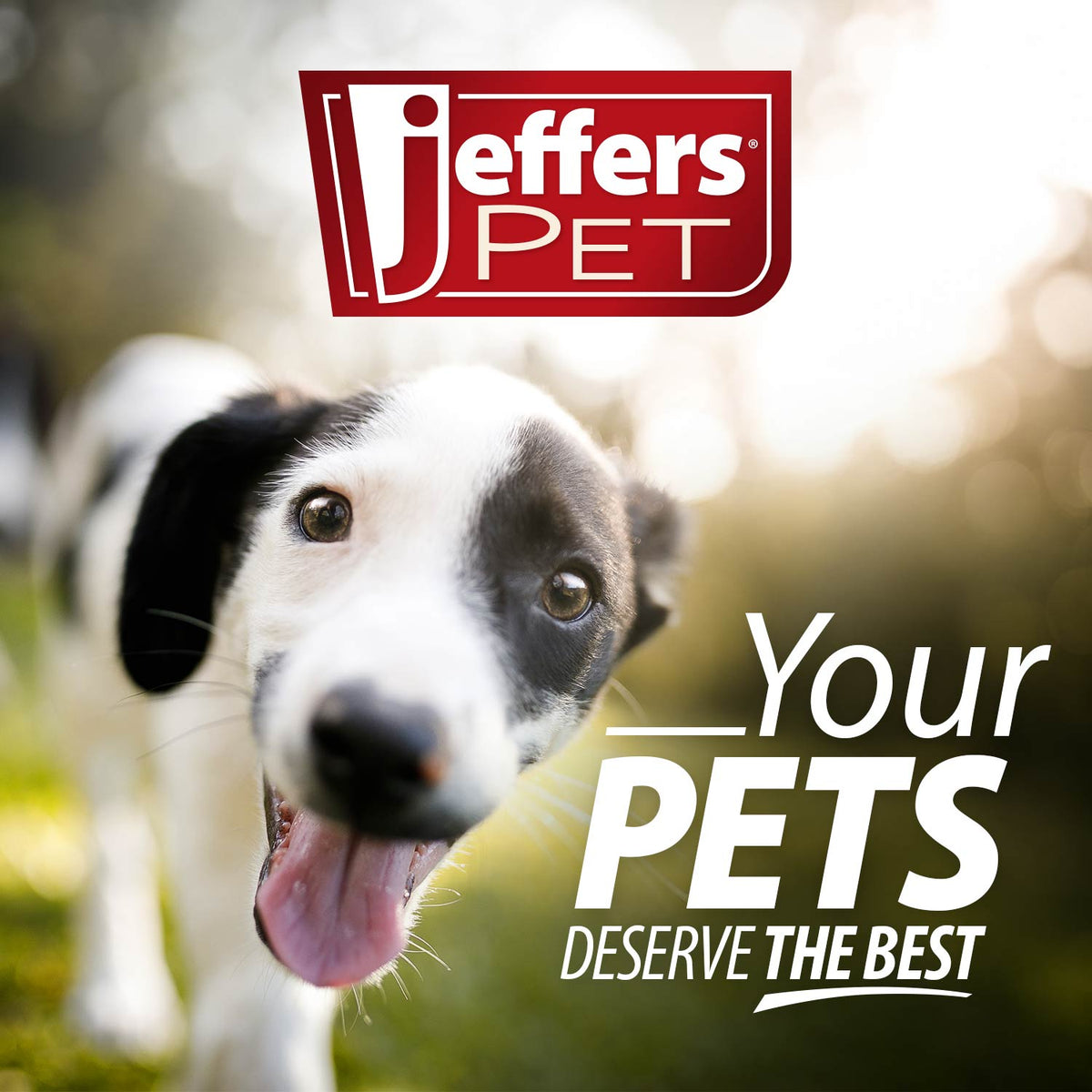 Jeffers Pet Captivating Citrus All-Natural Flea Bite Relief Shampoo for Dogs and Cats